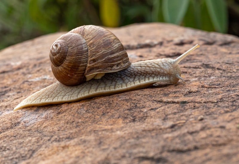 snail